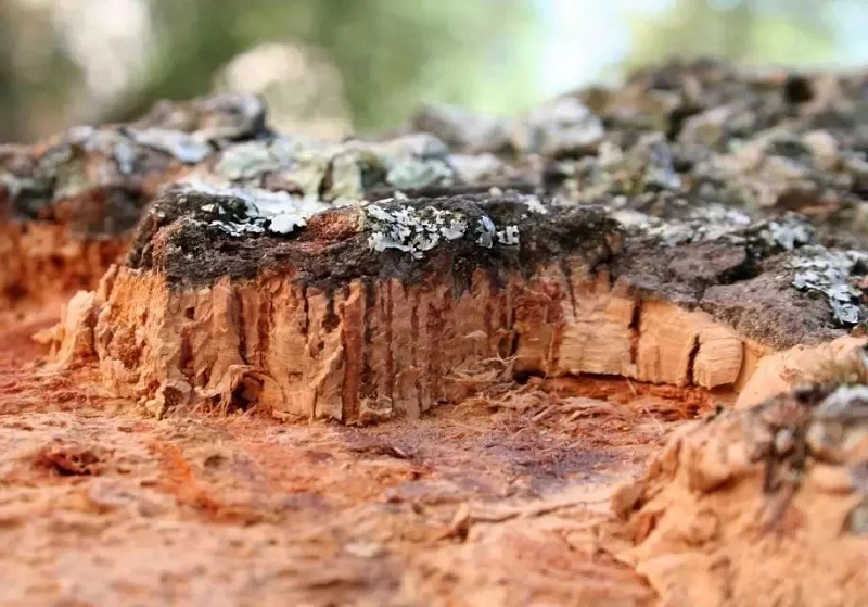 軟木，源于自然的環保地板 圖片5