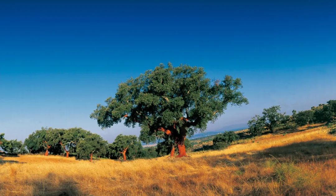 全國(guó)速凍為家穿秋褲，得高軟木為全家?guī)?lái)溫馨享受 image2