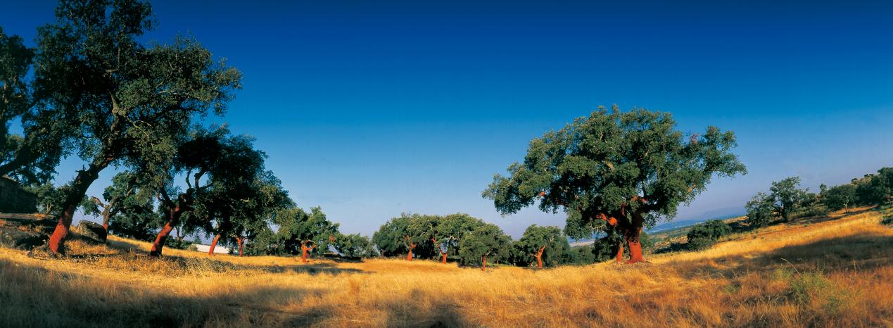 被名字“耽誤”的寶藏地板！在家實現(xiàn)“光腳自由” 圖片4